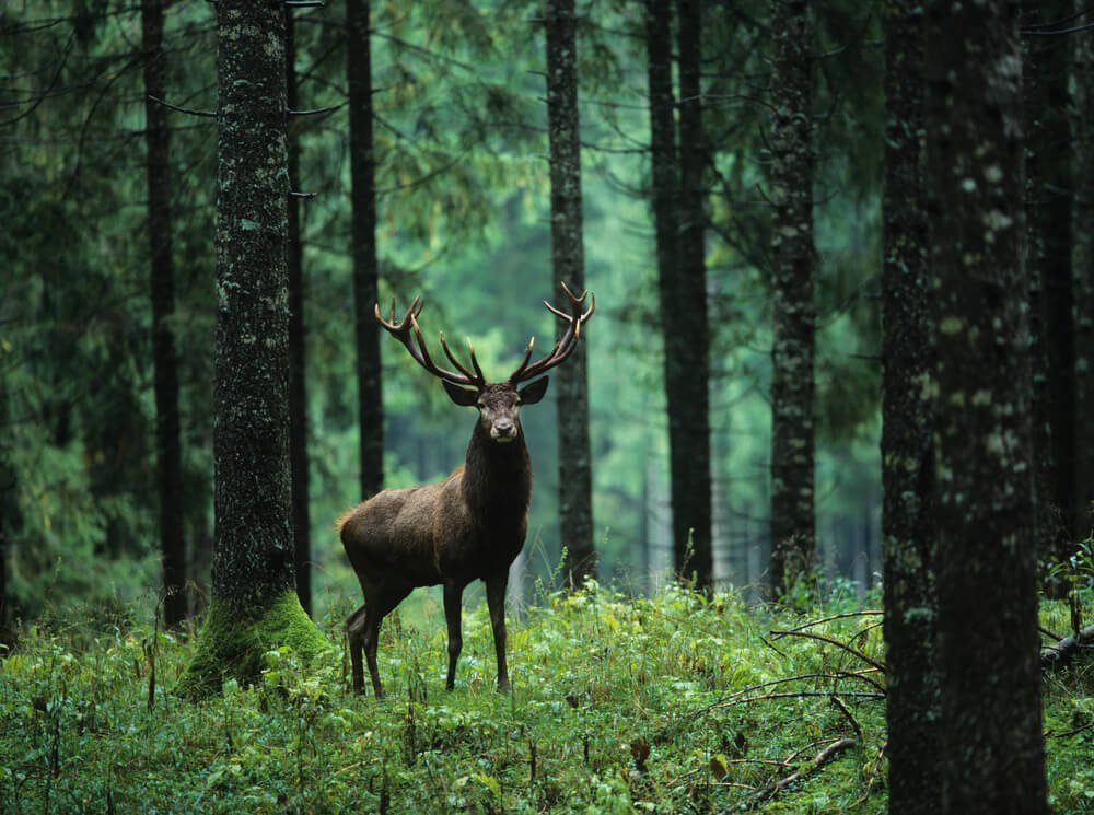 How do you communicate with wild animals
