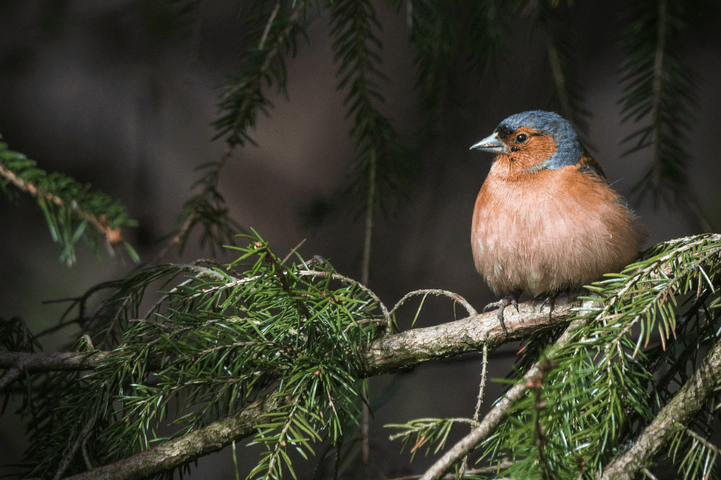 When you start to listen to the birds, you will find all the answers you need