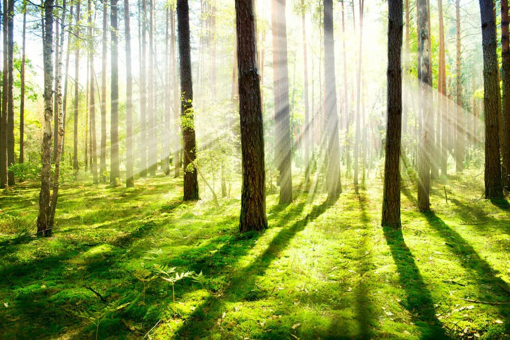 What to eat if you get lost in the woods