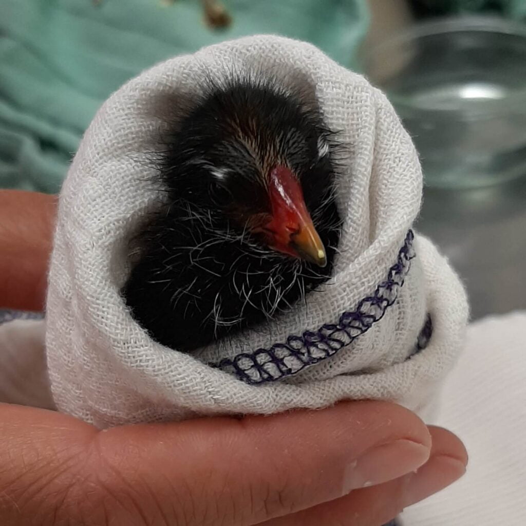 volunteer work with animals or nature